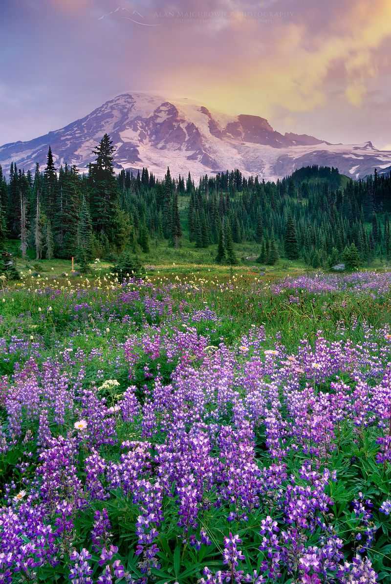 Day Three Beneath the Peaks of Mount Rainier