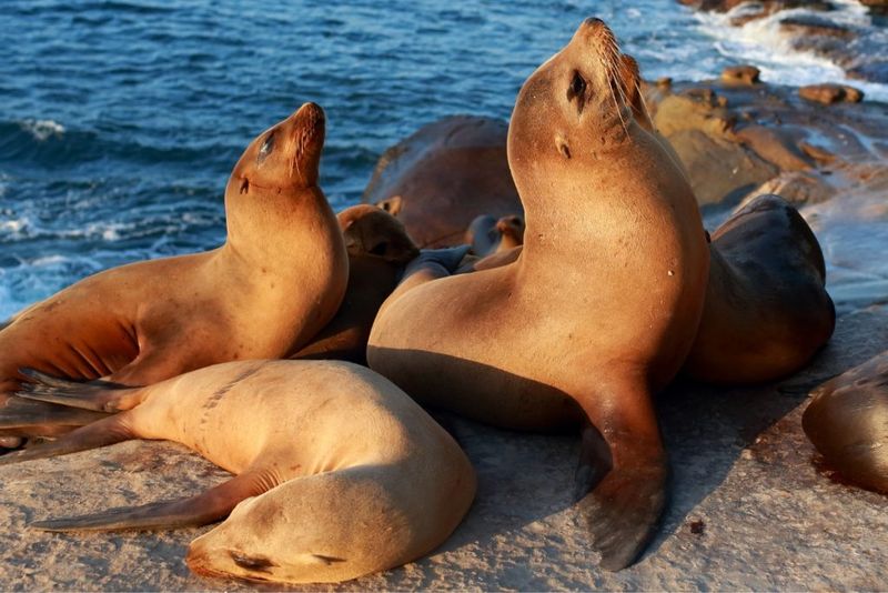 Marine Life Encounters