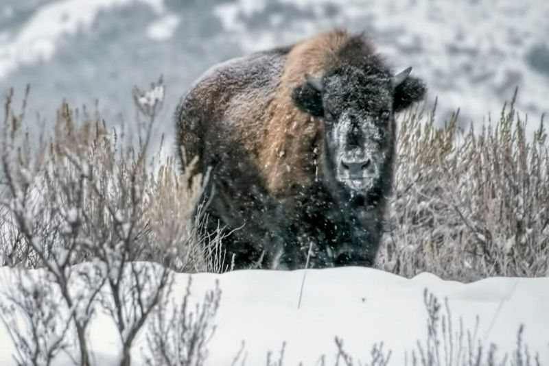 Natural Foraging Instincts Disappear Completely