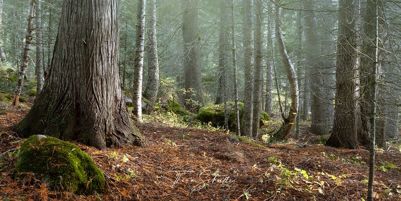 Varied Tree Heights (Stratification)
