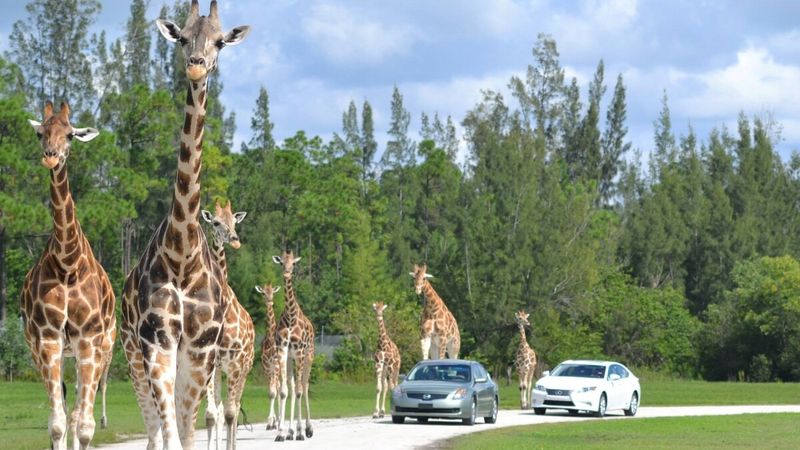 Lion Country Safari – Loxahatchee