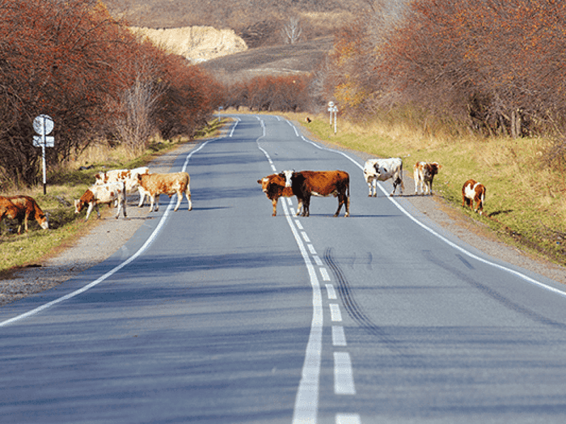 No Cows on Main Street