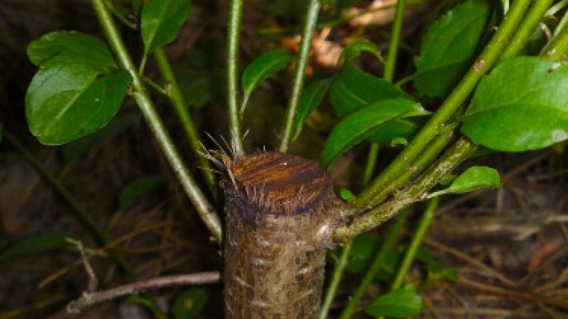 Possessing Prohibited Invasive Plants