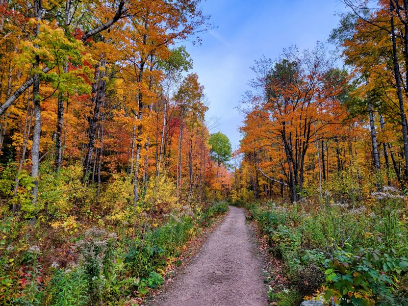 Quiet Forest Roads Leading Into the Heart of Town