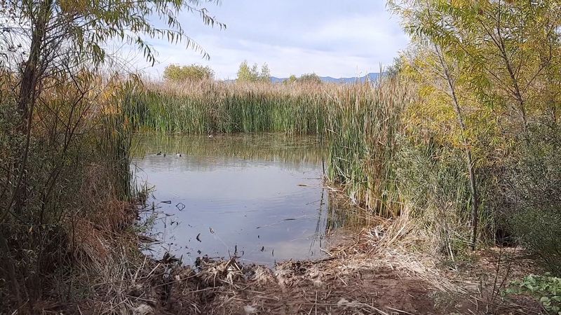 Riparian Habitat Along Oak Creek