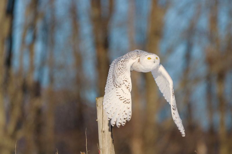 Majestic Winter Wildlife