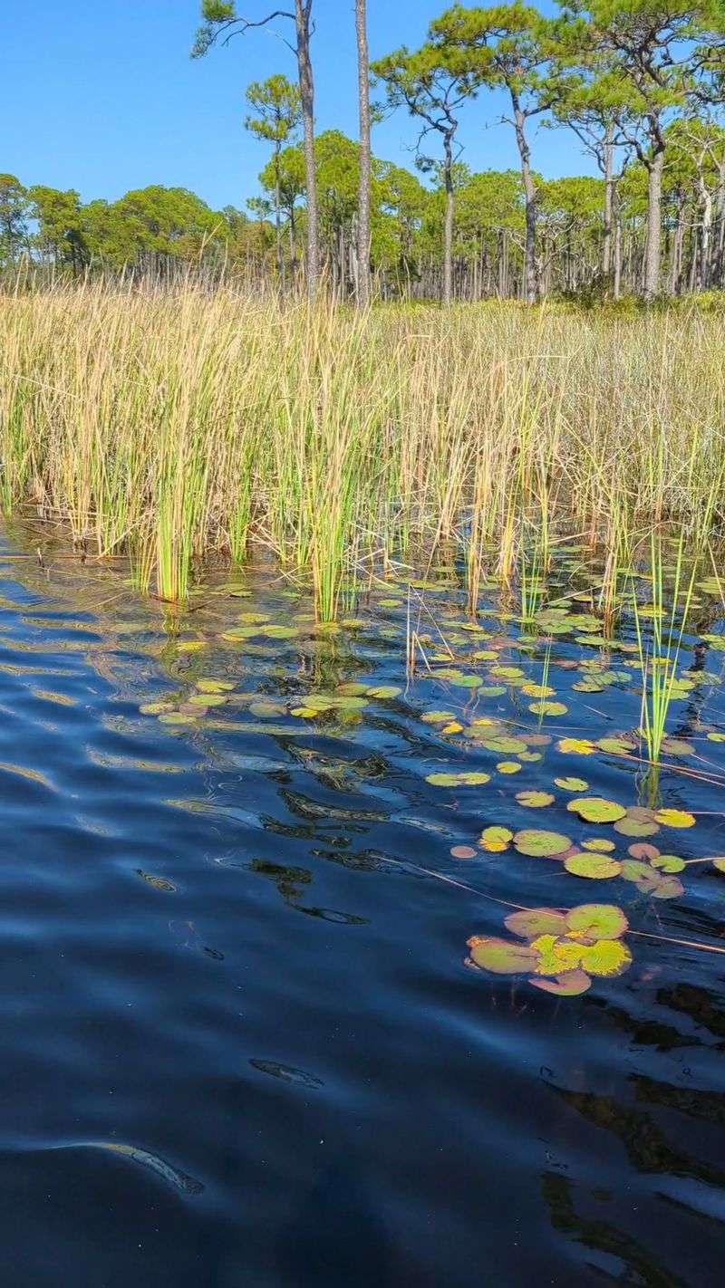 Nearby Grayton Beach State Park for Nature Lovers