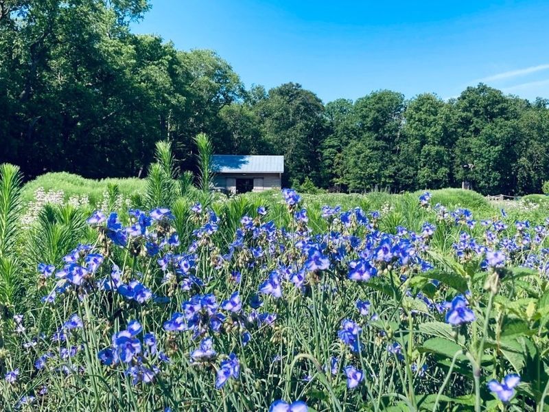 Greenwood: Charm Hidden Behind Every Turn