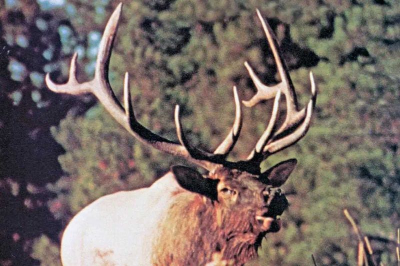 Premier Trophy Hunting Opportunities