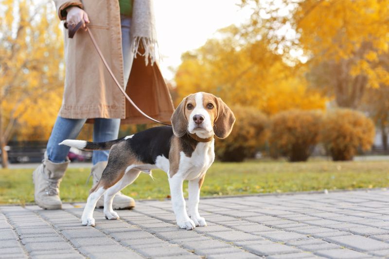 Keep Pets Leashed in Public Spaces