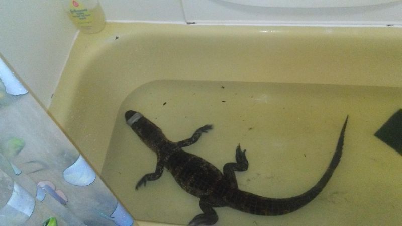 Alligators in Bathtubs in Fort Smith