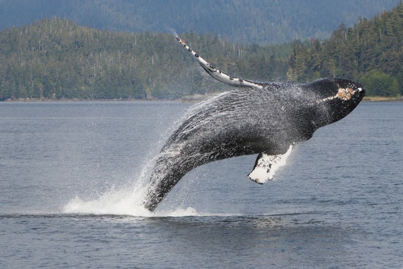 Whale Watching in Frederick Sound