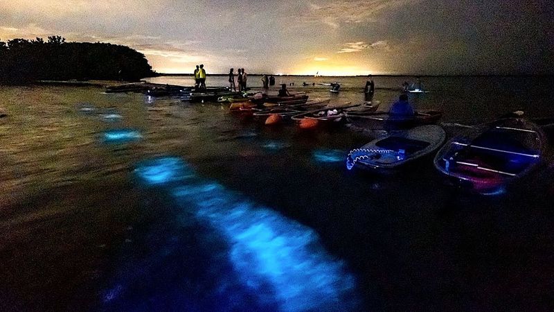 Epic Paddle Adventures – Bioluminescent Kayak Tour