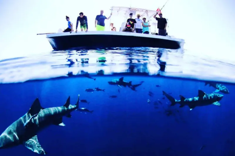 How Shark Feeding Became a Tourist Attraction