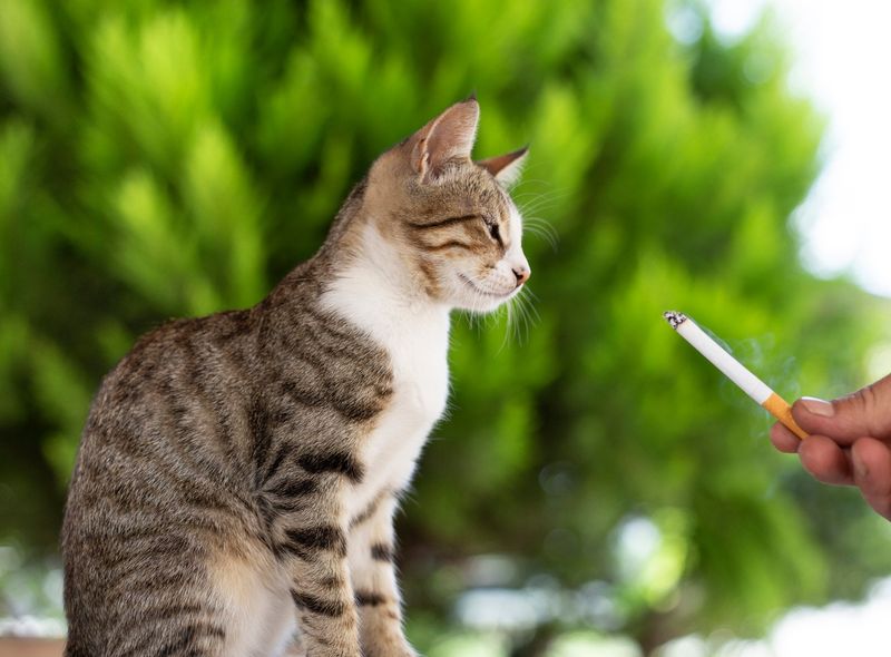 Giving Lighted Cigars to Pets