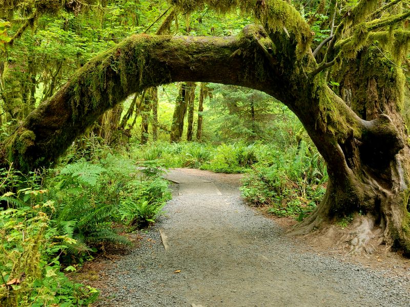The Hoh Rainforest in Its Deep Winter Silence