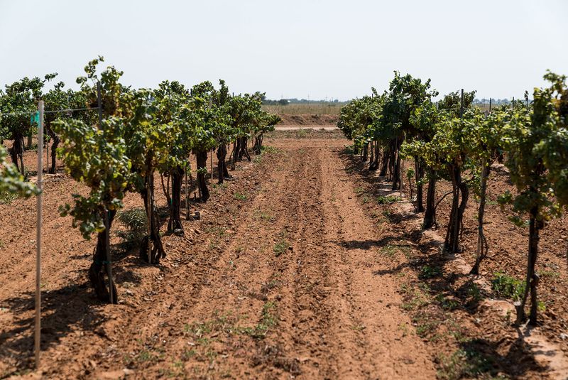 Vineyards Flourish in Unlikely Soil