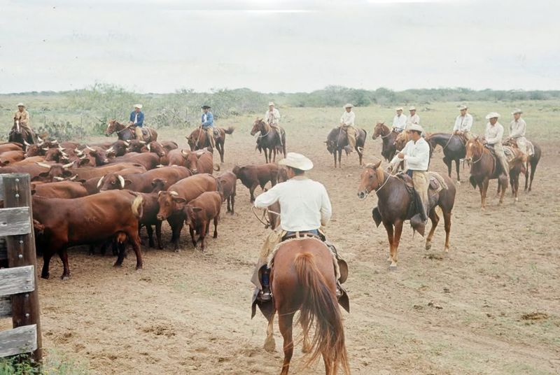 King Ranch and Its Vast Working Landscape