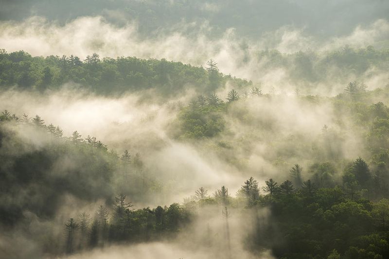 The “Cloud Forest” Phenomenon