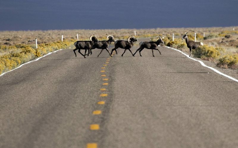 Wildlife Crossings Happen When You Least Expect Them