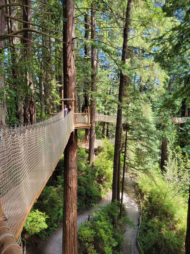 Redwood Canopy Trail Experience
