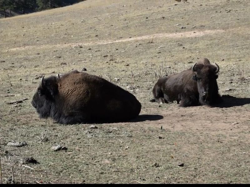 Denver Mountain Parks (Genesee Park)