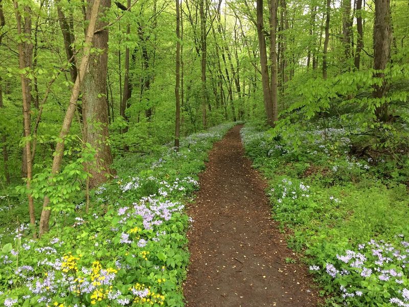 Shenk’s Ferry Wildflower Preserve backroad approach (Conestoga Township)