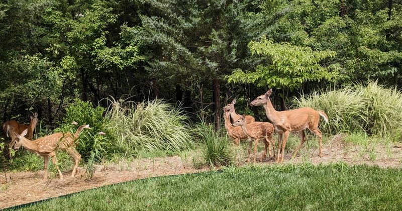 Hunting from Motorboats Is Strictly Banned