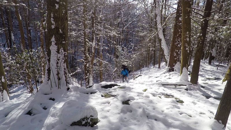 Final Flame: Cohutta Forest Edge