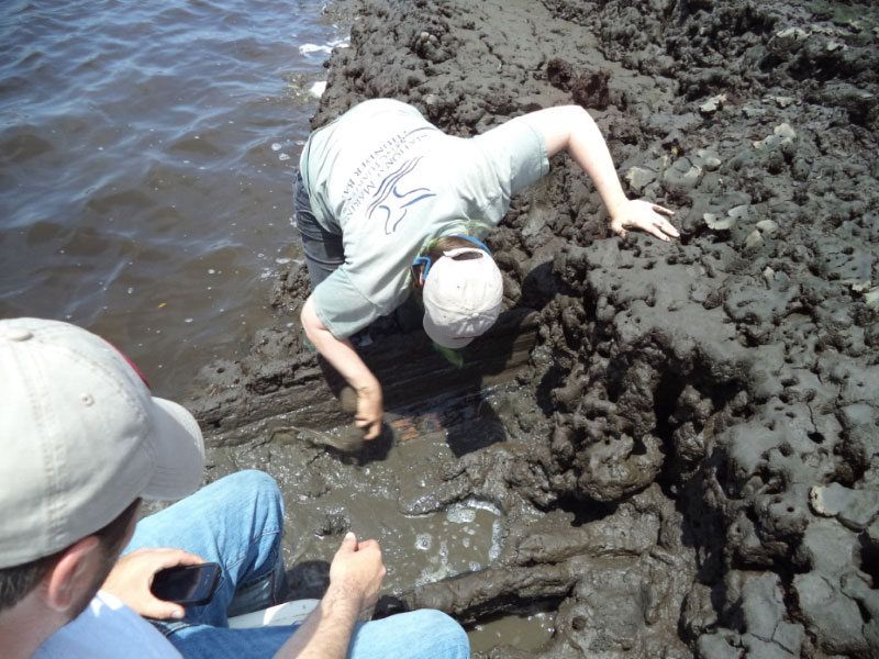 The Pluff Mud as a Historic Time Capsule