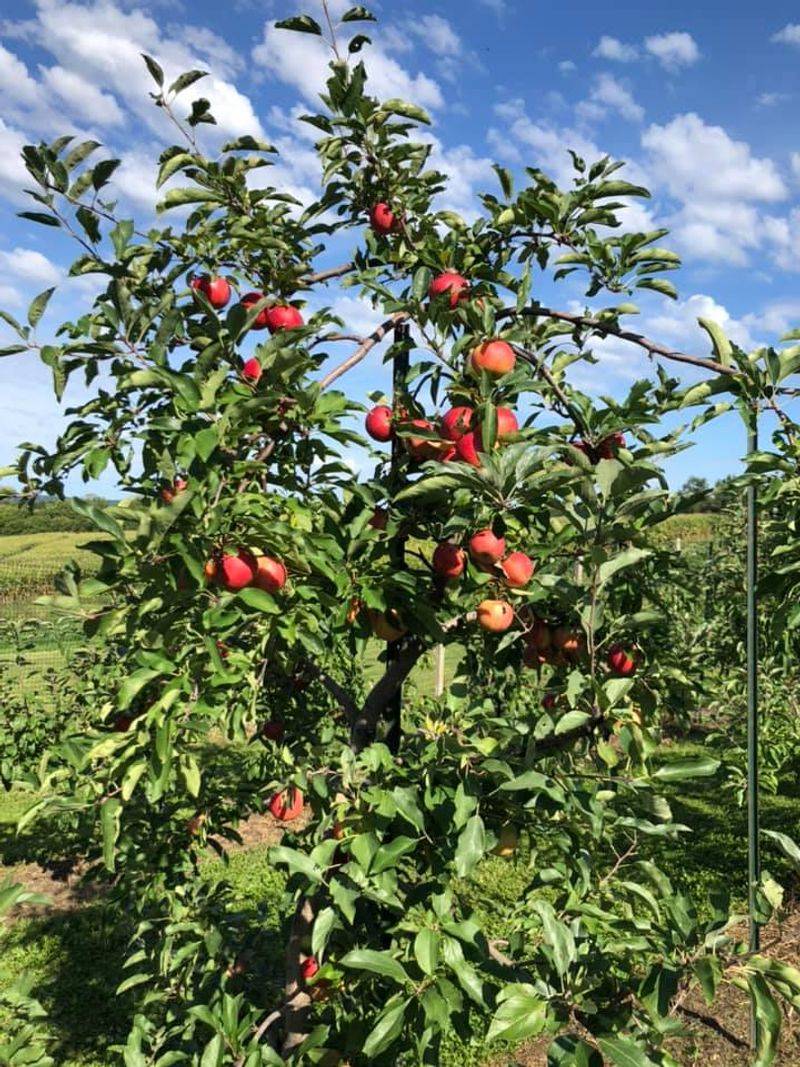 Rolling Hills Create Stunning Views