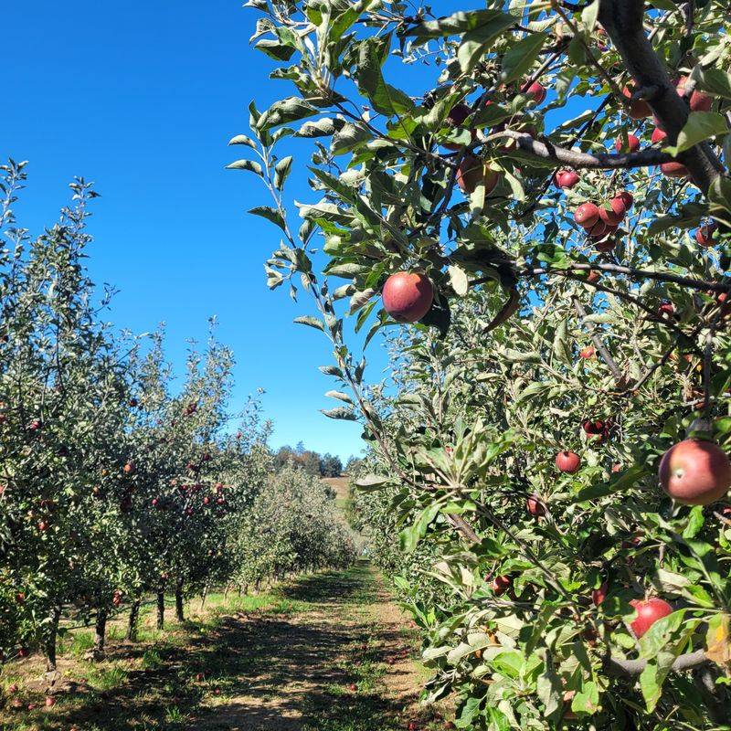 Mountain Climate Perfect for Apple Growing