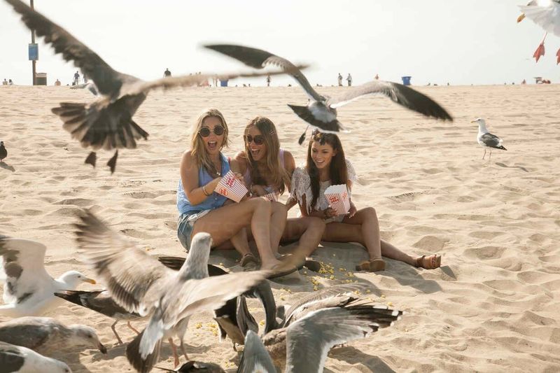 Feeding Wildlife and Seagulls