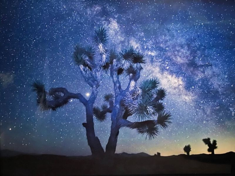 Mojave Desert Night Safari – Mojave National Preserve