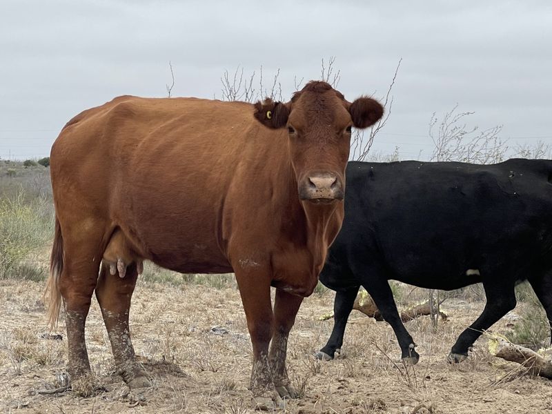 Cows on Main Street in Fayetteville