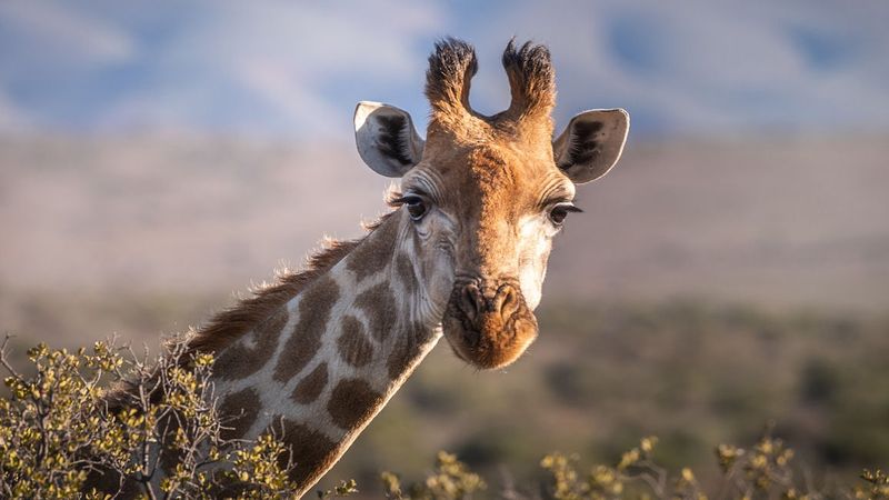 Fishing from a Giraffe’s Back