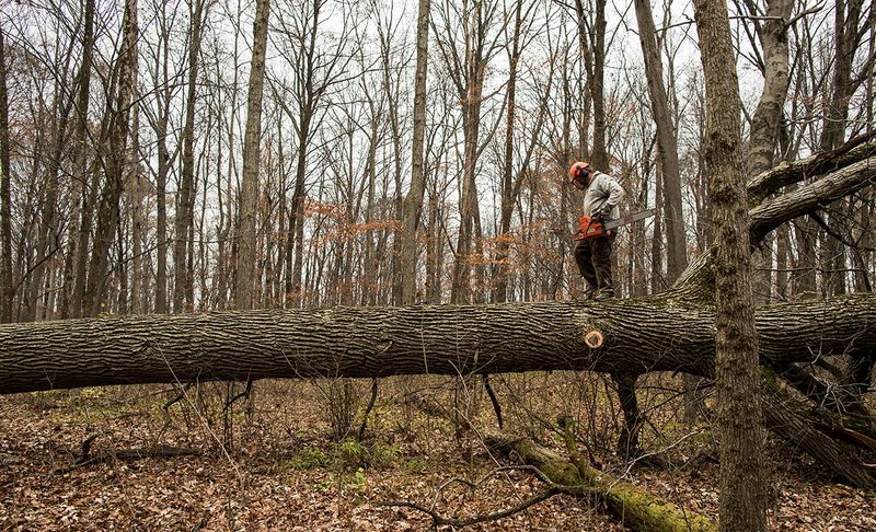 Cutting Down Trees in State Forests
