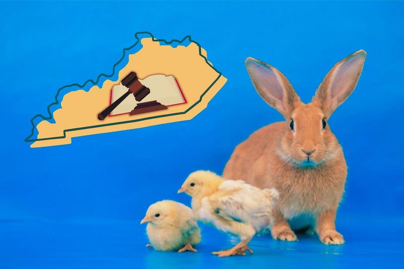 Mailing Baby Chicks is Prohibited