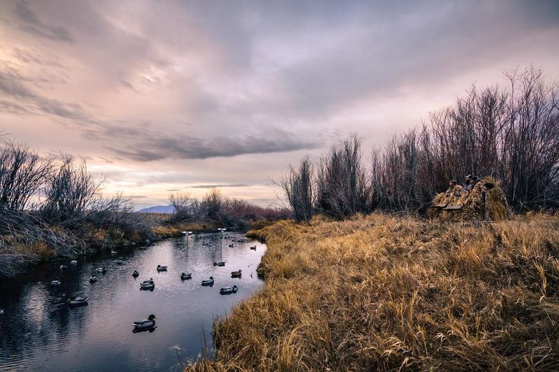 Yellowstone Wildlife In Winter Quiet