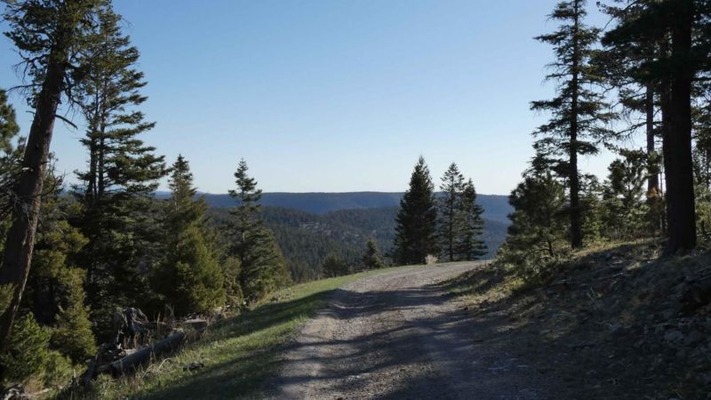 A Setting Shaped by Tall Pines and Quiet Roads