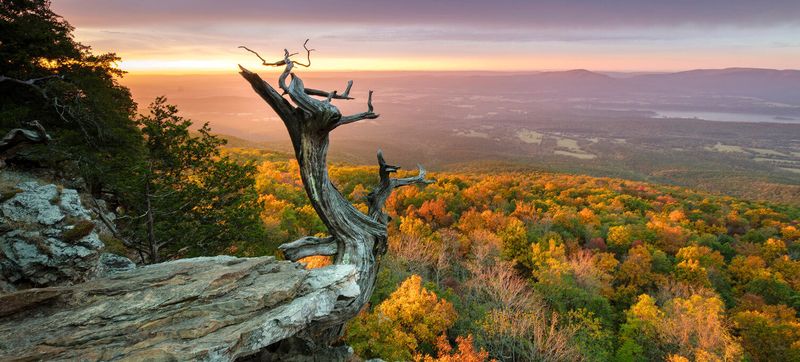 The Hidden Beauty of Arkansas Forests