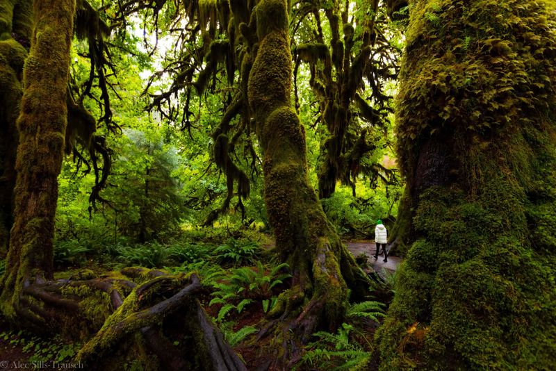 Day One in the Hoh Rain Forest Surrounded by Moss and Quiet