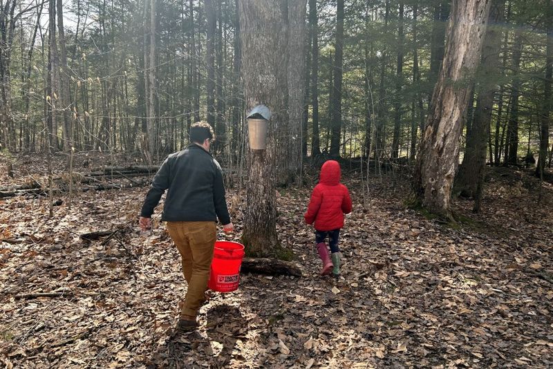 Treating state forests like open buffets