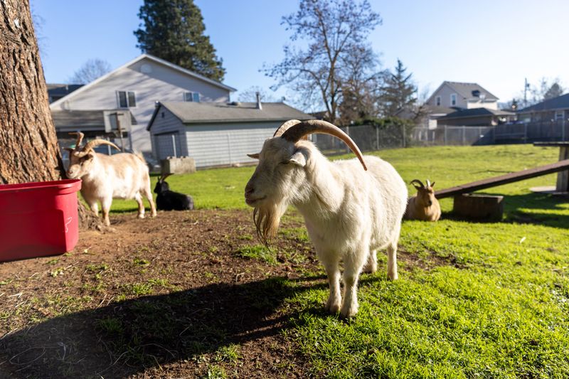 Portland Requires a Permit to Keep a Goat