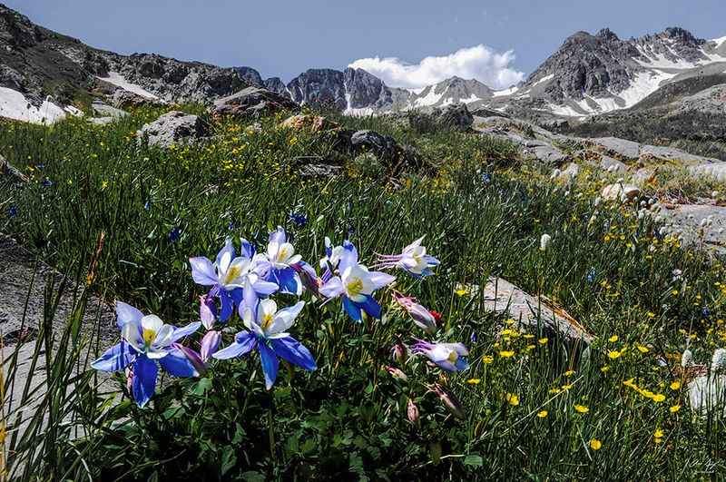 Wildflower Meadows That Explode With Color