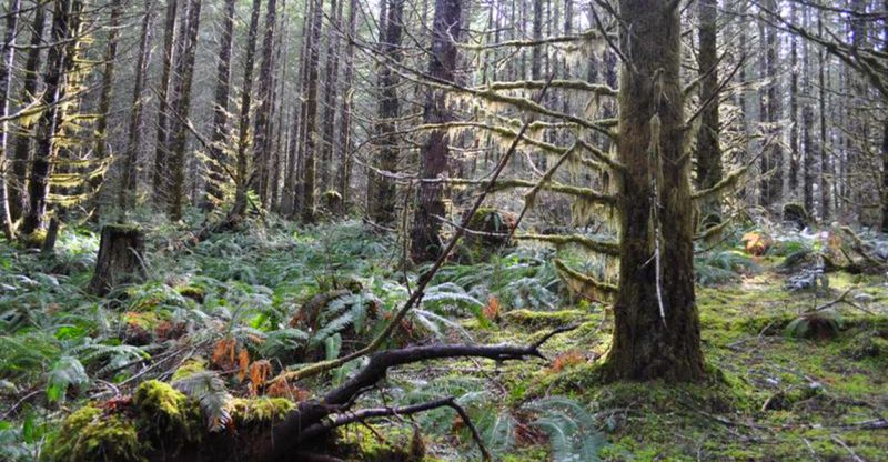 Decoding Mysterious Forest Sounds