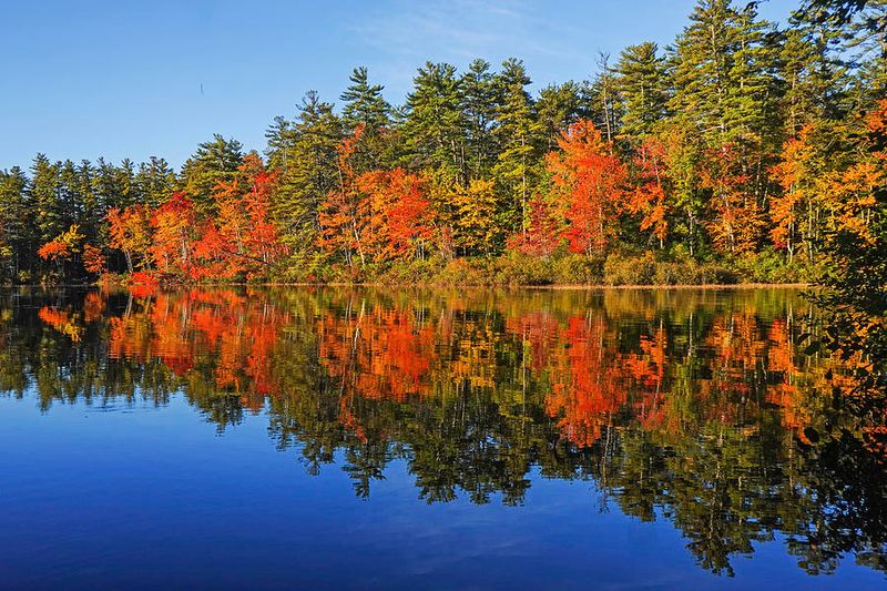 Tamworth Surrounded by Dense Forest
