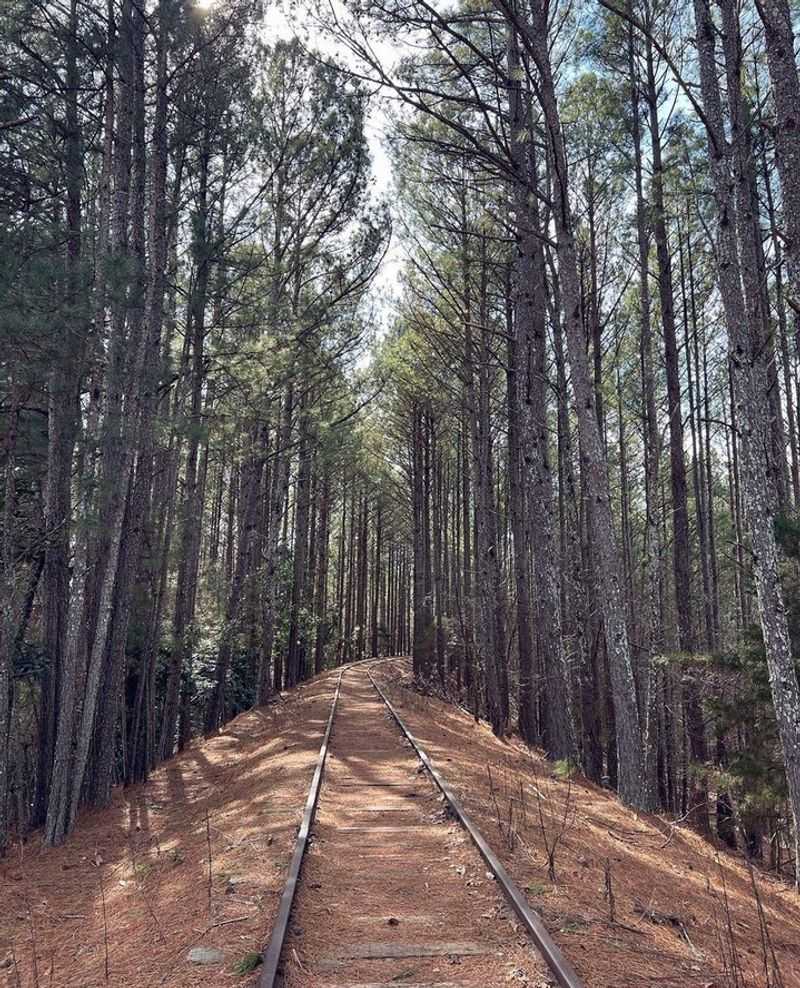 Stone Mountain’s Eerie Woods