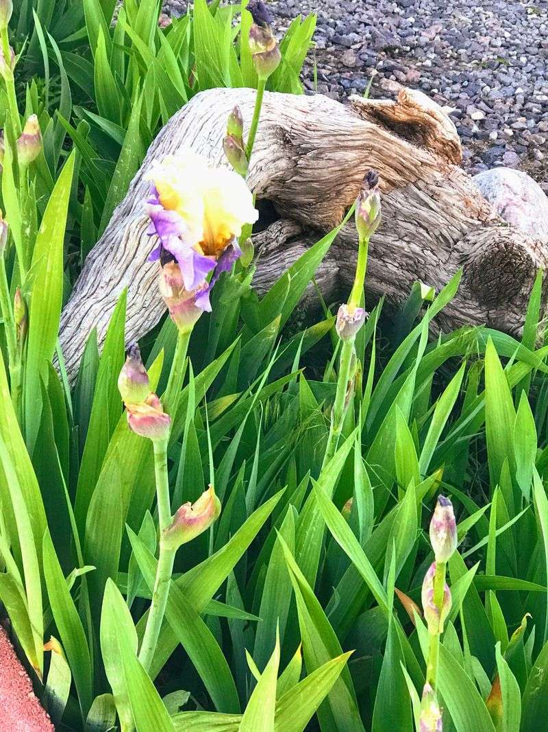 Swiss Village Holiday Market