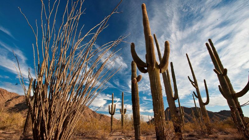 Sonoran Desert National Monument